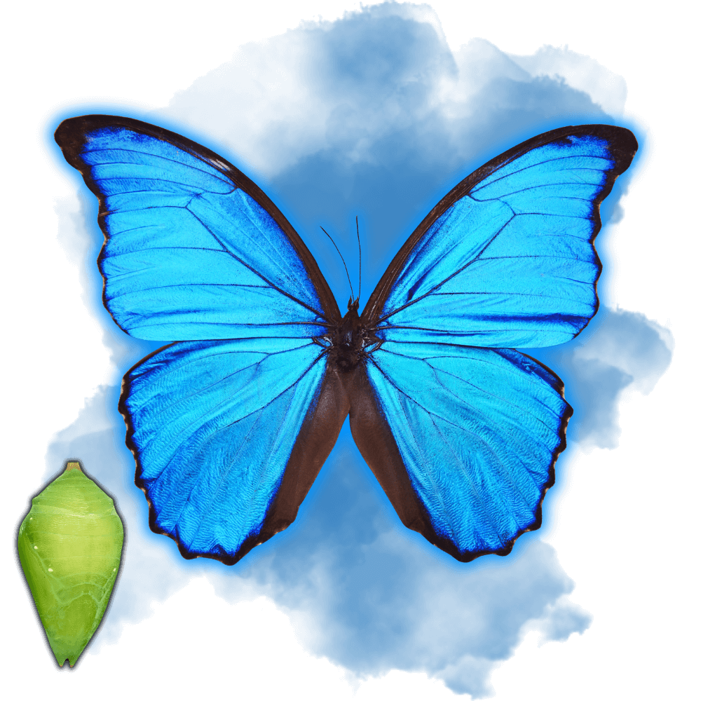 Morpho Helenor – TropiFly™