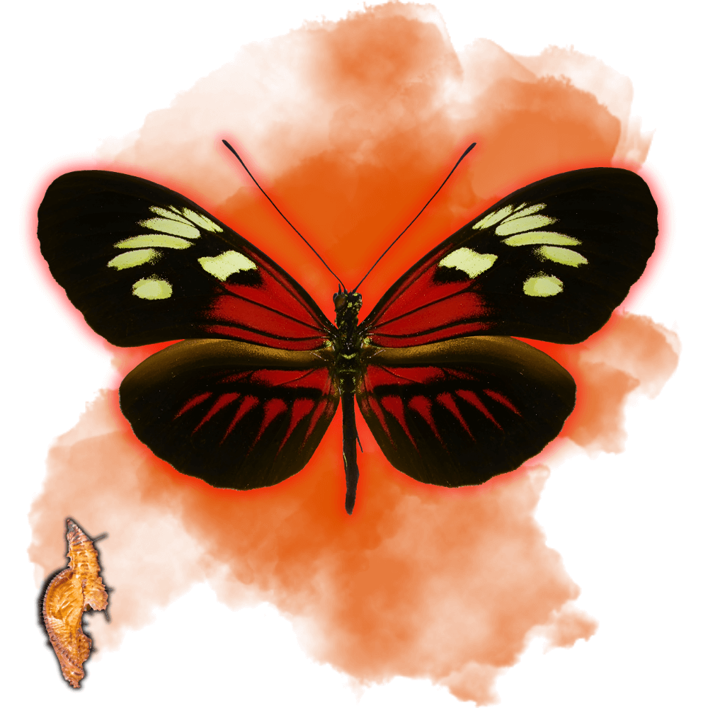 Heliconius Melpomone Equatorialis